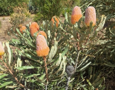 Banksia burdettii
