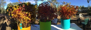 Harvested Kangaroo Paws