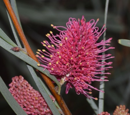 Flamingo Flower with dark spadix near gray background
