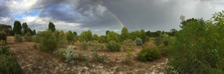 Real Wild Flower Plantation
